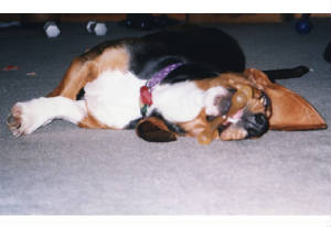 flop.jpg