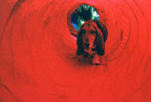 tunnel.jpg