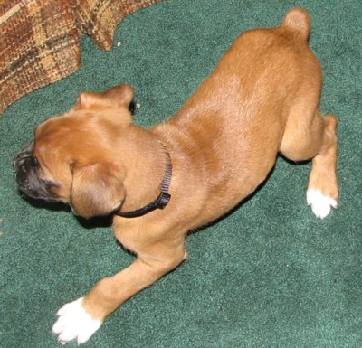 benoncarpet.jpg
