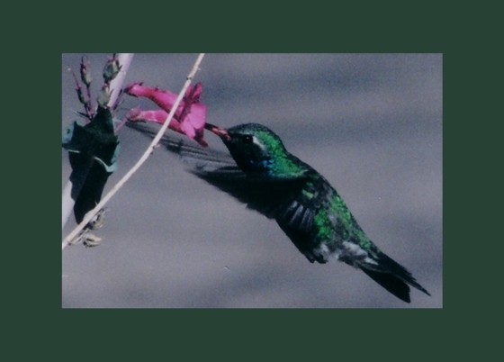 broadbill.jpg