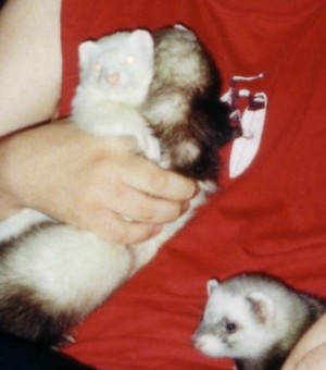 chubbytoby.jpg