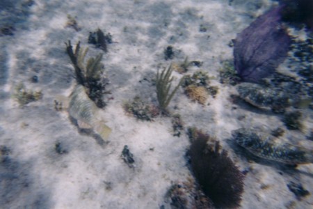 fish20001.jpg