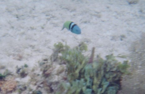 fish20002.jpg