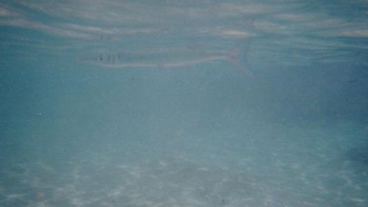 fish20003.jpg