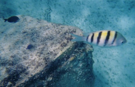 fish20005.1.jpg