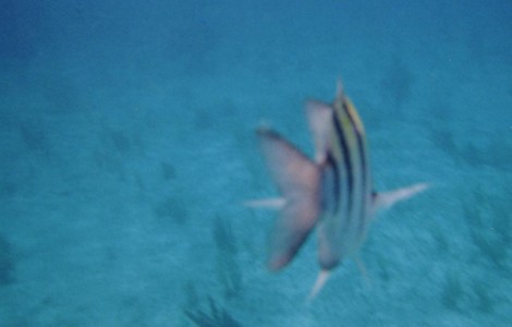 fish20005.2.jpg