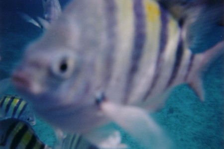 fish20005.jpg
