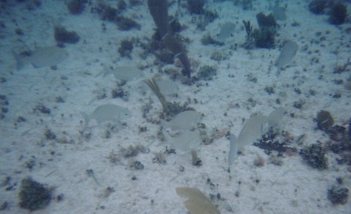fish20006.jpg