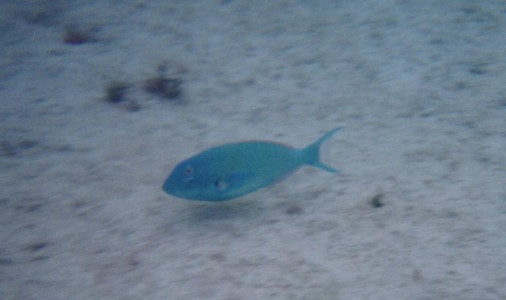 fish20007.jpg