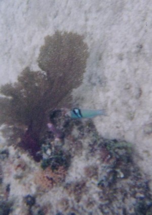 fish20008.2.jpg