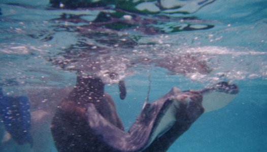 fish200123.jpg