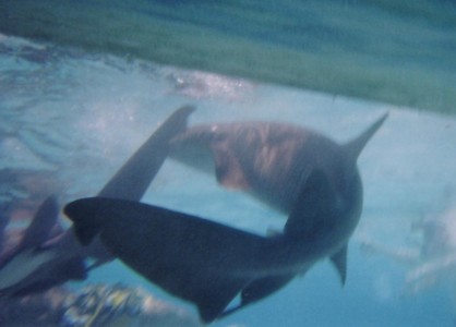 fish200131.jpg