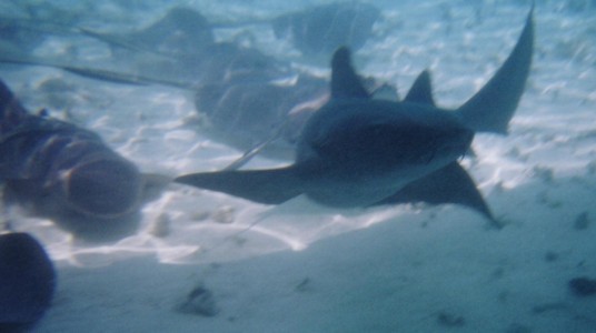 fish200132.jpg