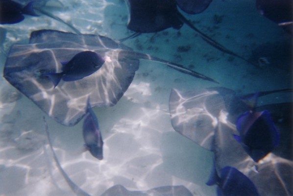 fish20014.jpg