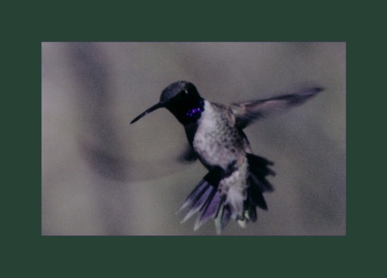 hummer1.jpg
