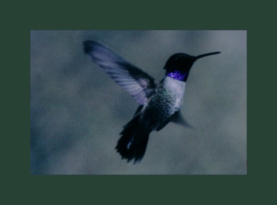 hummer2.jpg