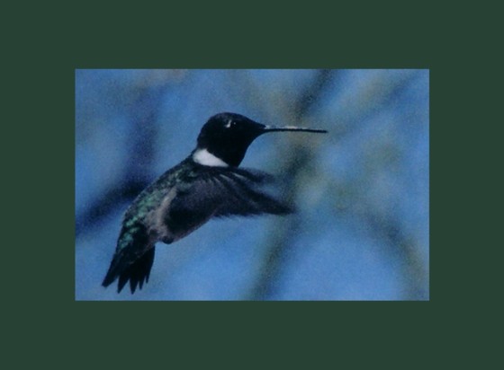 hummergreen.jpg