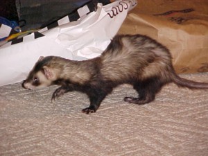 mvc-001f.jpg