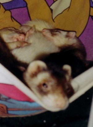 pigpile.jpg