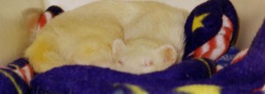 sleeepybarr.jpg